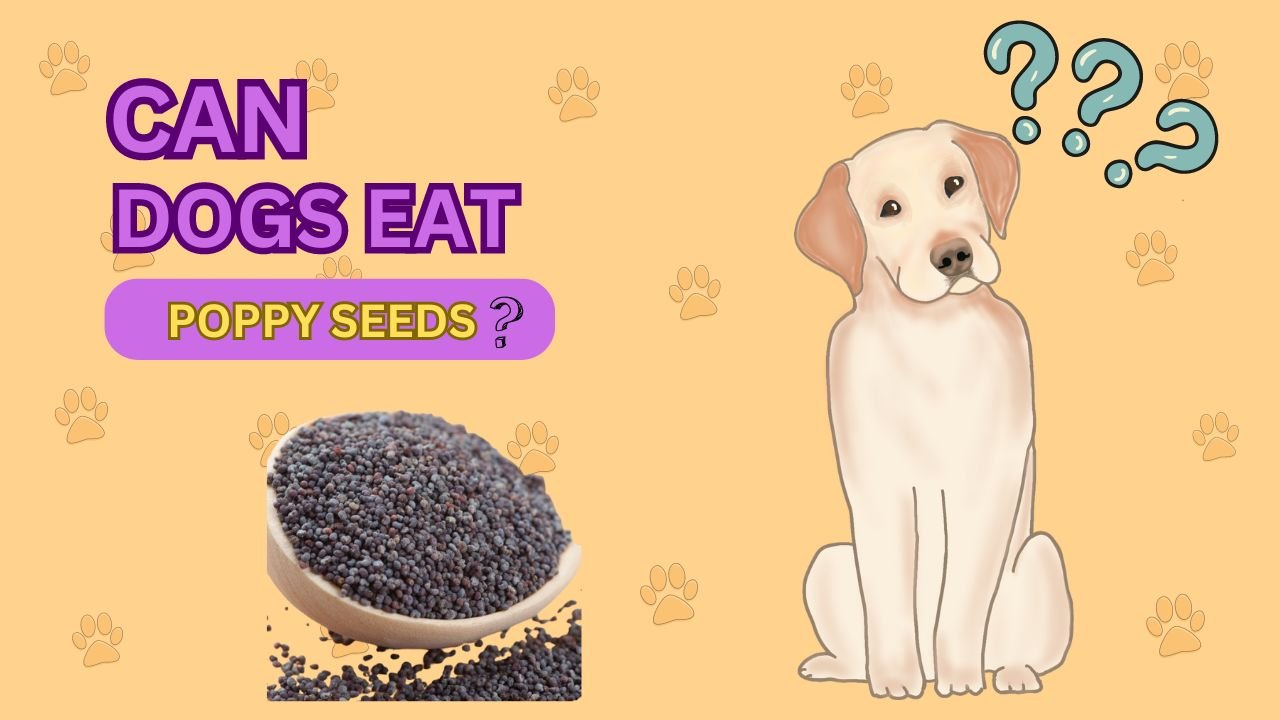 Can Dogs Eat Poppy Seeds? Understanding the Risks and Safety Concerns