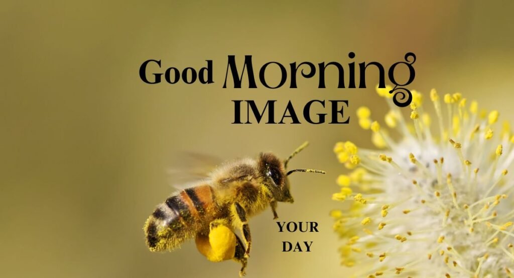 Latest Trends in Good Morning Images